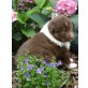 Australian Shepherd Dog Welpen - Rüde
