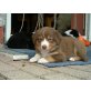Australian Shepherd Dog Welpen - Rüde