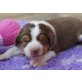 Australian Shepherd Dog Welpen - Rüde