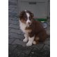 Australian Shepherd Dog Welpen - Rüde