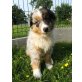 Australian Shepherd Dog Welpen - Rüde