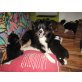 Australian Shepherd Dog Welpen - Rüde