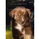 Australian Shepherd Dog Welpen - Rüde