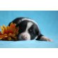 Australian Shepherd Dog Welpen - Rüde