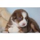 Australian Shepherd Dog Welpen - Rüde
