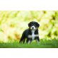 Australian Shepherd Dog Welpen - Rüde
