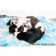Australian Shepherd Dog Welpen - Rüde