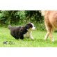 Australian Shepherd Dog Welpen - Rüde