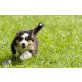 Australian Shepherd Dog Welpen - Rüde