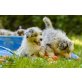 Australian Shepherd Dog Welpen - Rüde