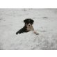 Australian Shepherd Dog Welpen - Rüde