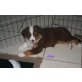 Australian Shepherd Dog Welpen - Rüde