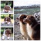 Australian Shepherd Dog Welpen - Rüde