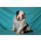 Australian Shepherd Dog Welpen - Rüde