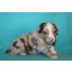 Australian Shepherd Dog Welpen - Rüde