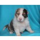 Australian Shepherd Dog Welpen - Rüde