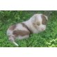 Australian Shepherd Dog Welpen - Rüde