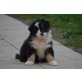 Australian Shepherd Dog Welpen - Rüde