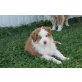 Australian Shepherd Dog Welpen - Rüde