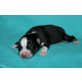 Australian Shepherd Dog Welpen - Rüde