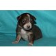 Australian Shepherd Dog Welpen - Rüde
