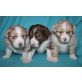 Australian Shepherd Dog Welpen - Rüde