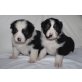 Australian Shepherd Dog Welpen - Rüde