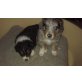 Australian Shepherd Dog Welpen - Rüde