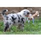 Australian Shepherd Dog Welpen - Rüde