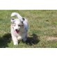 Australian Shepherd Dog Welpen - Rüde