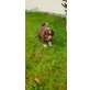Australian Shepherd Dog Welpen - Rüde