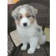 Australian Shepherd Dog Welpen - Rüde