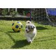 Australian Shepherd Dog Welpen - Rüde
