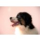 Australian Shepherd Dog Welpen - Rüde