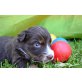 Australian Shepherd Dog Welpen - Rüde