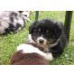 Australian Shepherd Dog Welpen - Rüde