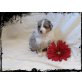 Australian Shepherd Dog Welpen - Rüde