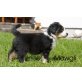 Australian Shepherd Dog Welpen - Rüde