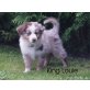 Australian Shepherd Dog Welpen - Rüde