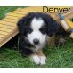 Australian Shepherd Dog Welpen - Rüde