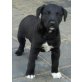 Australian-Shepherd-Labrador Welpen - Rüde