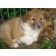 Australian Shepherd Mix Collie Welpen - Hündin