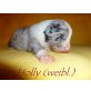 Australian Shepherd Münsterländer Welpen - Hündin