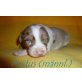 Australian Shepherd Münsterländer Welpen - Rüde