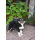 Australian-Shepherd-Sheltie Welpen - Hündin