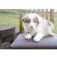 Australian Shepherd Welpen, Australian Shepherd Dog - Rüde
