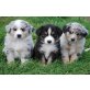 Australian Shepherd Welpen, Australian Shepherd Dog - Rüde