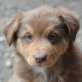 Australian Shepherd Welpen - Hündin