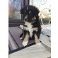 Australian Shepherd  Welpen - Hündin