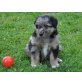 Australian Shepherd Welpen - Rüde